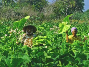Local Lombok Farmers Harvesting Tabac (Tobacco)